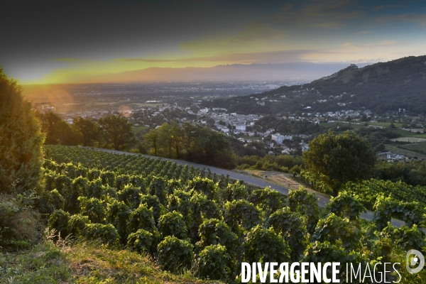 Illustration vendanges dans la vallée du Rhône