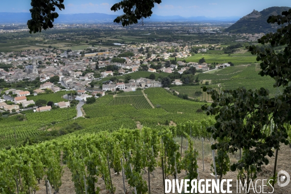 Illustration vendanges dans la vallée du Rhône