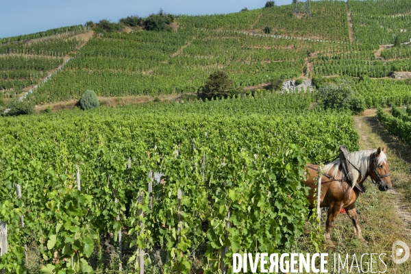 Illustration vendanges dans la vallée du Rhône