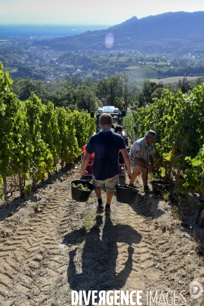 Illustration vendanges dans la vallée du Rhône