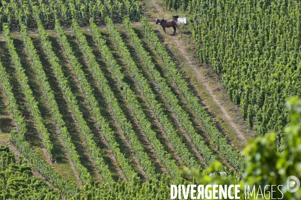 Illustration vendanges dans la vallée du Rhône