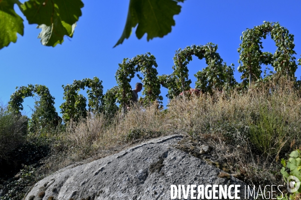 Illustration vendanges dans la vallée du Rhône