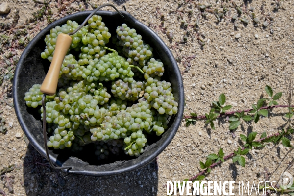 Illustration vendanges dans la vallée du Rhône