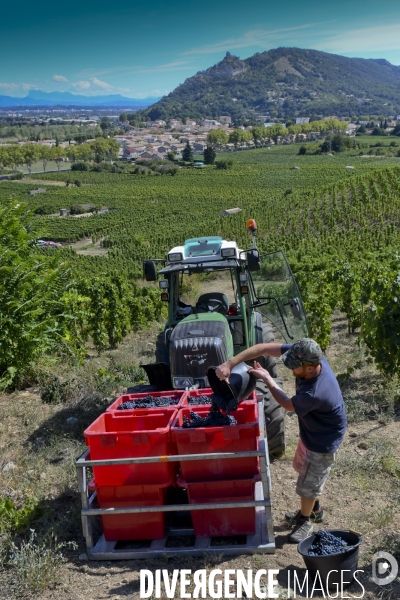 Illustration vendanges dans la vallée du Rhône