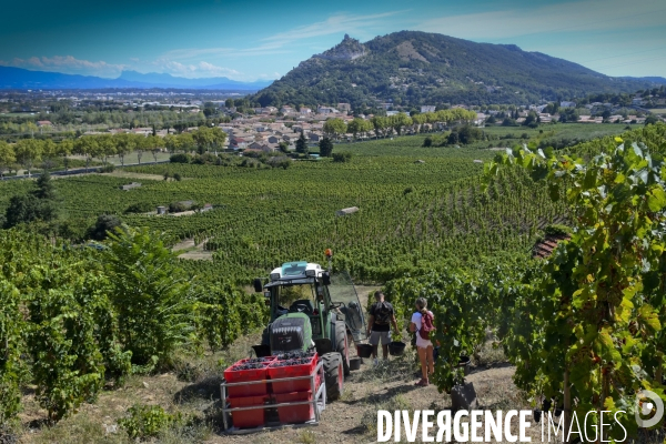 Illustration vendanges dans la vallée du Rhône