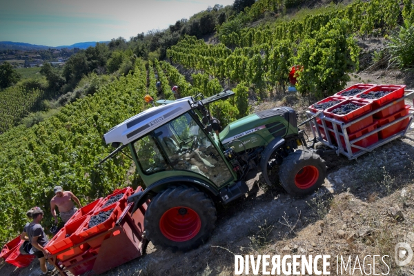 Illustration vendanges dans la vallée du Rhône