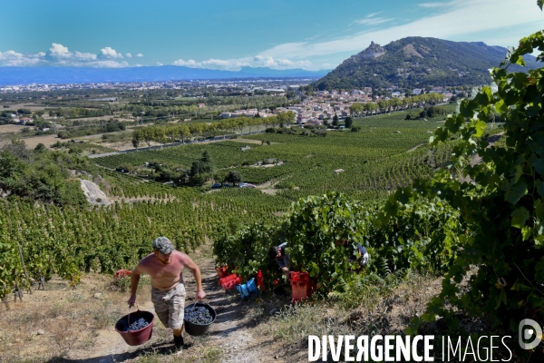 Illustration vendanges dans la vallée du Rhône