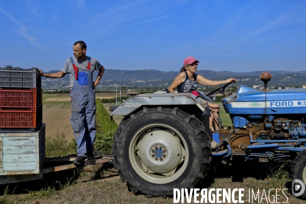 Illustration vendanges dans la vallée du Rhône