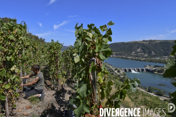 Illustration vendanges dans la vallée du Rhône