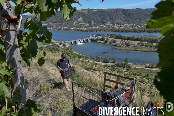 Illustration vendanges dans la vallée du Rhône