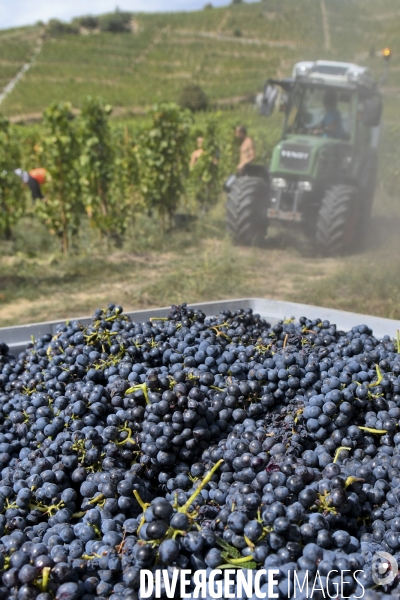 Illustration vendanges dans la vallée du Rhône