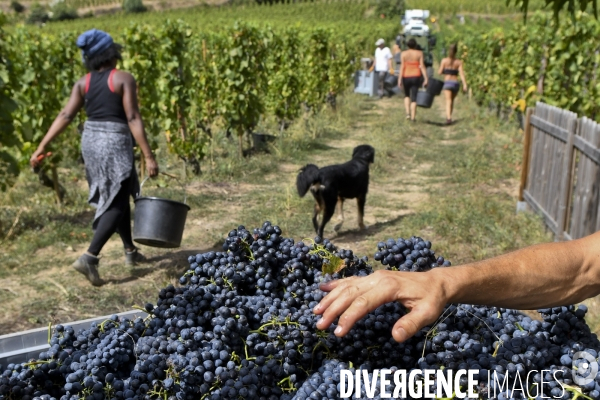 Illustration vendanges dans la vallée du Rhône