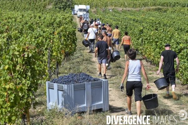 Illustration vendanges dans la vallée du Rhône