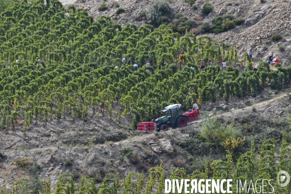 Illustration vendanges dans la vallée du Rhône