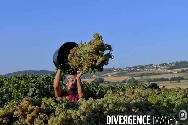 Illustration vendanges dans la vallée du Rhône