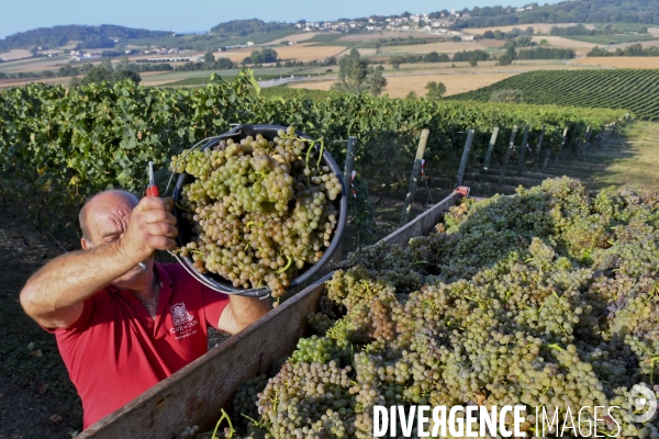 Illustration vendanges dans la vallée du Rhône