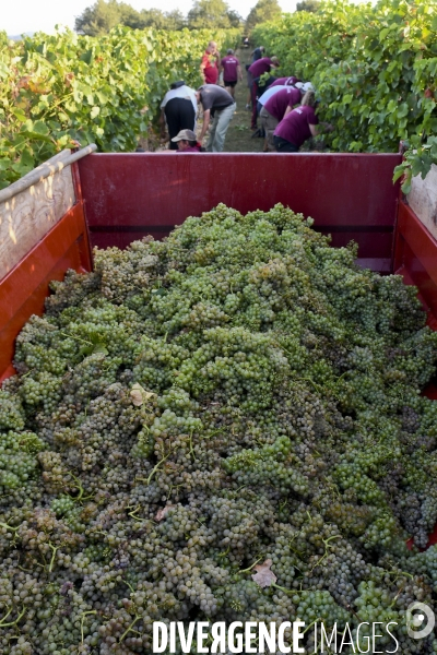 Illustration vendanges dans la vallée du Rhône