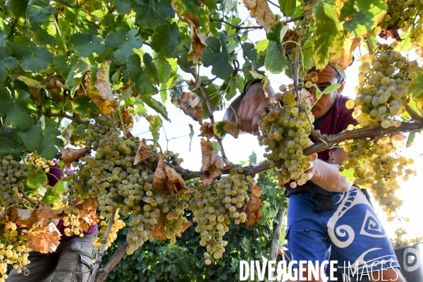 Illustration vendanges dans la vallée du Rhône