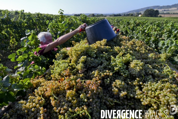 Illustration vendanges dans la vallée du Rhône