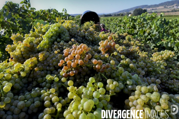 Illustration vendanges dans la vallée du Rhône