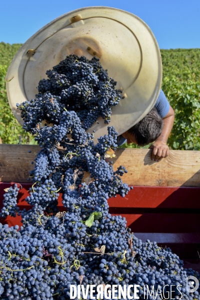 Illustration vendanges dans la vallée du Rhône