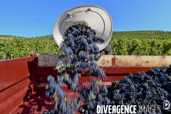 Illustration vendanges dans la vallée du Rhône