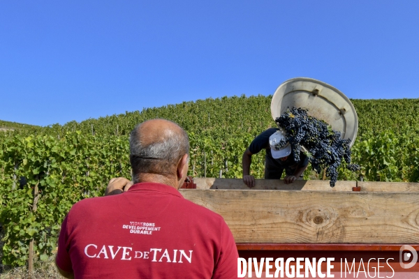 Illustration vendanges dans la vallée du Rhône