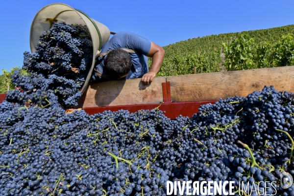 Illustration vendanges dans la vallée du Rhône