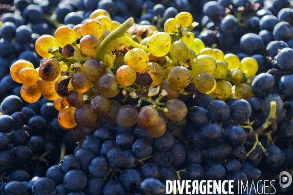 Illustration vendanges dans la vallée du Rhône