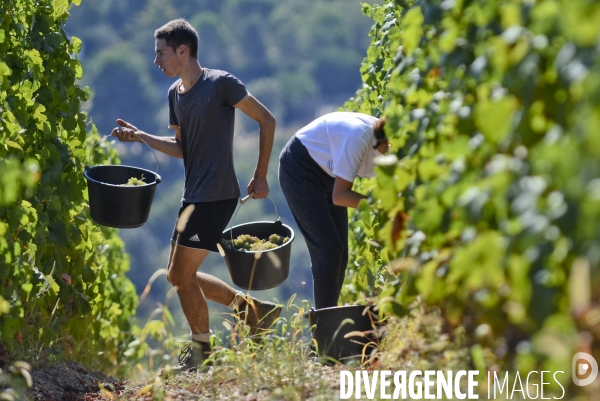 Illustration vendanges dans la vallée du Rhône