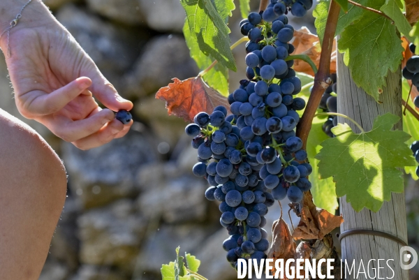 Illustration vendanges dans la vallée du Rhône