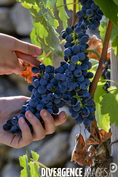 Illustration vendanges dans la vallée du Rhône