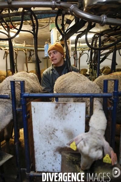 Alexandre VIALETTES, producteur de lait de brebis