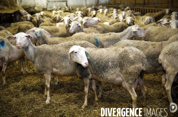 Alexandre VIALETTES, producteur de lait de brebis