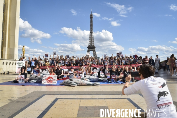 Japan Dolphins Day 2019 Paris. C est Assez