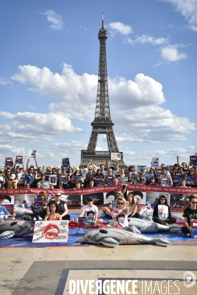 Japan Dolphins Day 2019 Paris. C est Assez