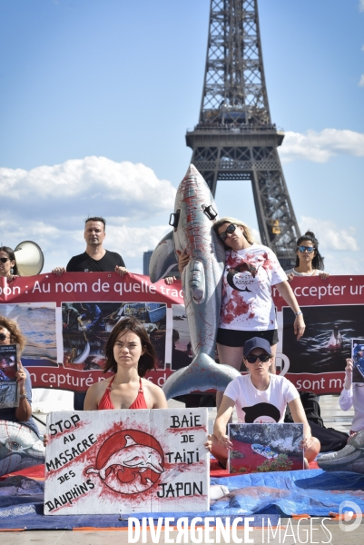 Japan Dolphins Day 2019 Paris. C est Assez