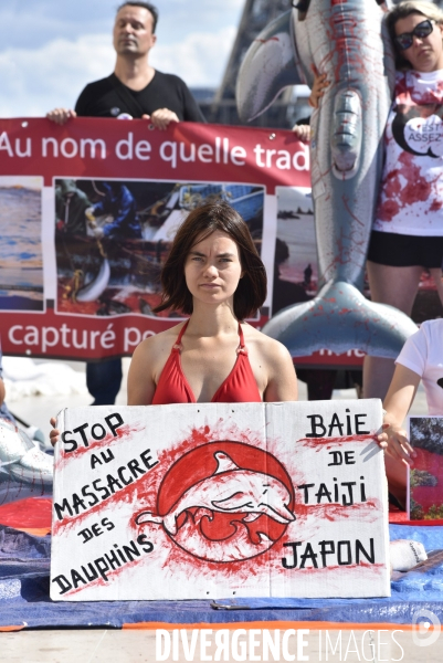 Japan Dolphins Day 2019 Paris. C est Assez