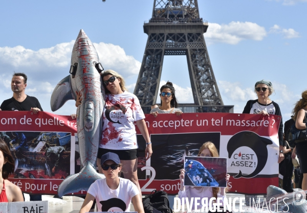 Japan Dolphins Day 2019 Paris. C est Assez