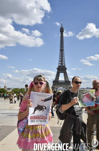 Japan Dolphins Day 2019 Paris. C est Assez