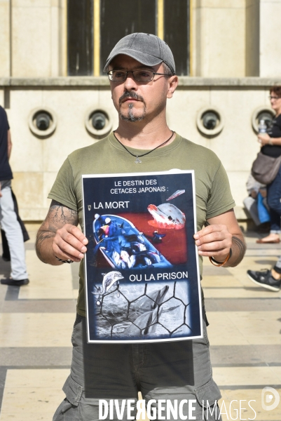 Japan Dolphins Day 2019 Paris. C est Assez