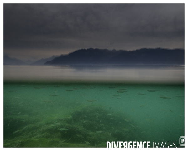 Riviera Vaudoise #15