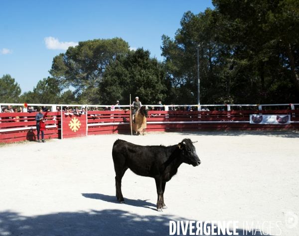 Corrida - Printemps des jeunes aficionados