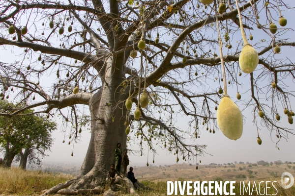 La pain de singe/ fruit du baobab