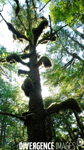 Le parc national du Pacific Rim sur l  île de Vancouver