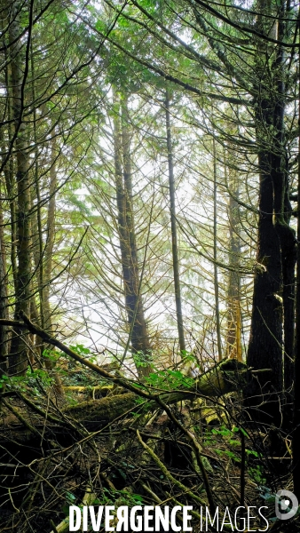 Le parc national du Pacific Rim sur l  île de Vancouver