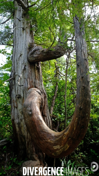 Le parc national du Pacific Rim sur l  île de Vancouver