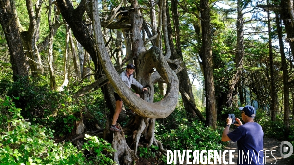 Le parc national du Pacific Rim sur l  île de Vancouver