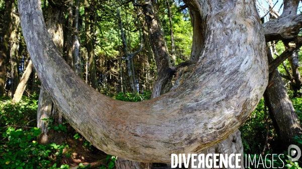 Le parc national du Pacific Rim sur l  île de Vancouver