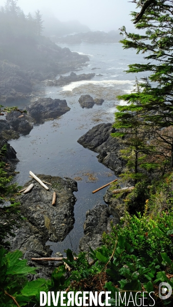 Le parc national du Pacific Rim sur l  île de Vancouver